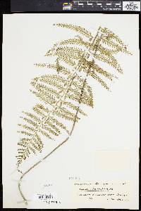 Asplenium loxoscaphoides image