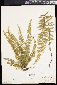 Asplenium lunulatum image