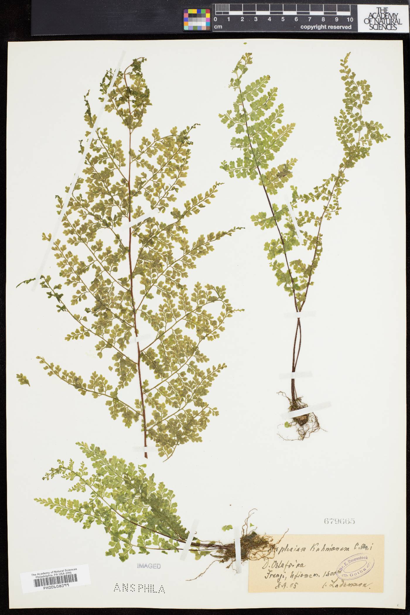 Asplenium abyssinicum image