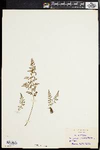 Asplenium varians image