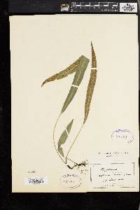 Deparia lancea image