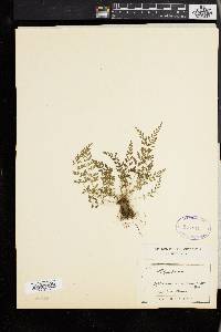 Asplenium varians image
