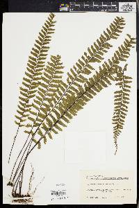 Hymenasplenium cheilosorum image