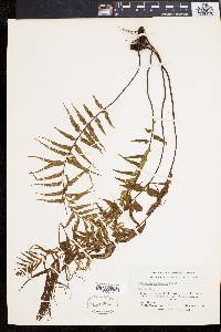 Asplenium contiguum image
