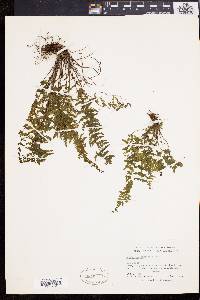 Asplenium macraei image