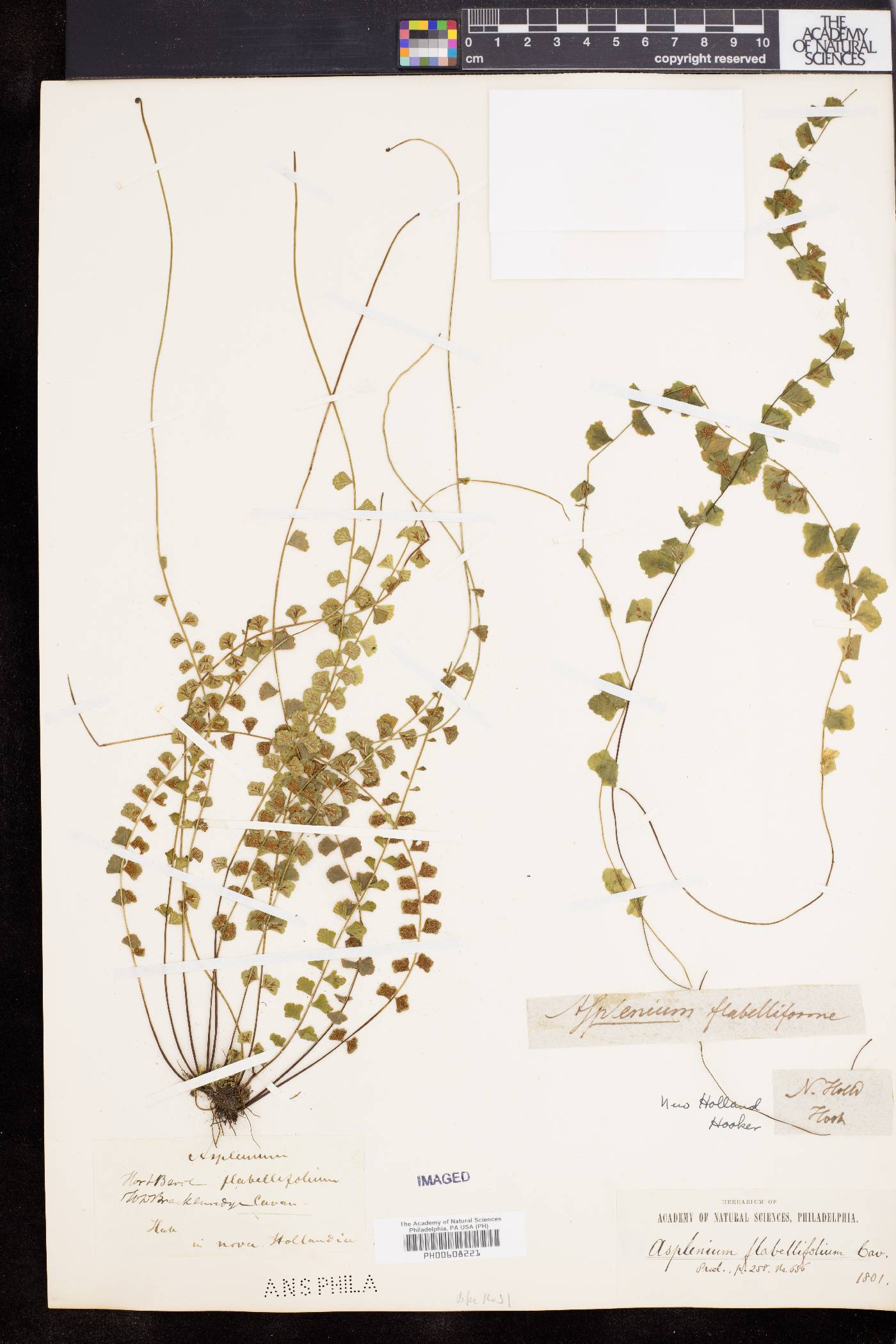 Asplenium flabellifolium image