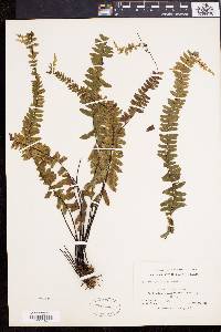 Asplenium pavonicum image