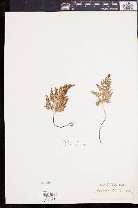 Asplenium adiantum-nigrum image