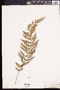 Asplenium affine image