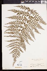 Asplenium affine image