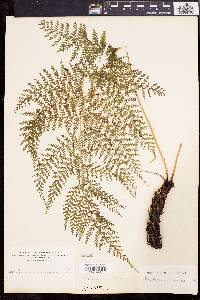 Athyrium microphyllum image