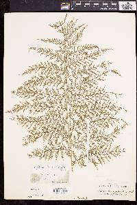 Athyrium microphyllum image
