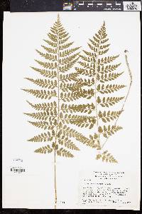 Asplenium bulbiferum image