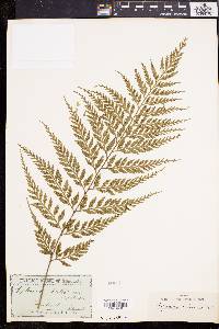 Asplenium bulbiferum image