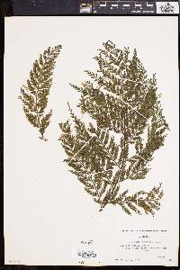 Asplenium bulbiferum image
