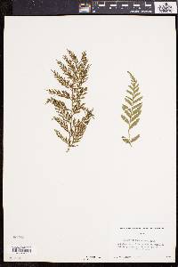 Asplenium bulbiferum image