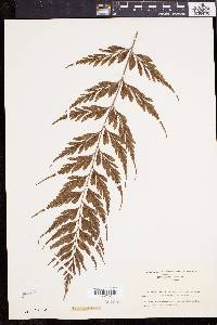 Asplenium caudatum image