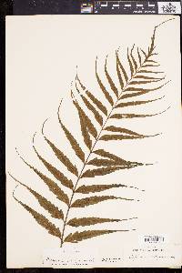 Asplenium contiguum image