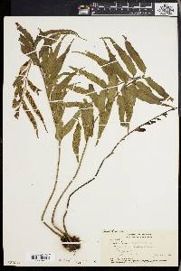 Asplenium enatum image