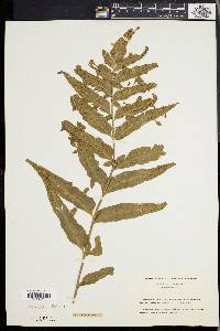 Asplenium enatum image