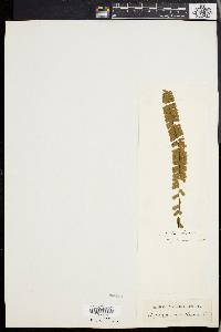 Asplenium monanthes image