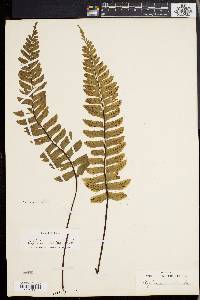 Asplenium resectum image