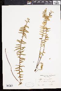 Asplenium platyneuron var. platyneuron image