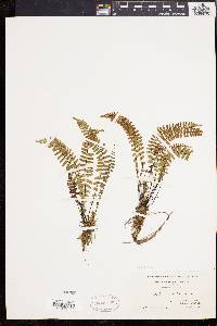 Asplenium resiliens image