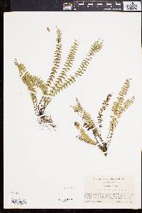 Asplenium resiliens image