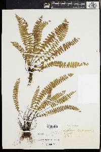 Asplenium resiliens image