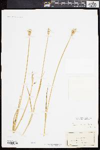 Carex argyrantha image