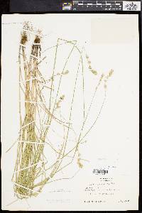 Carex argyrantha image