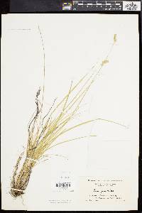 Carex argyrantha image