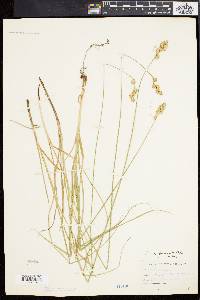 Carex argyrantha image