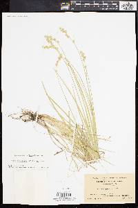 Carex argyrantha image