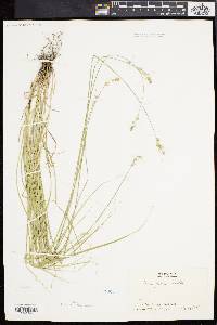 Carex argyrantha image