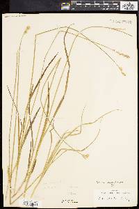 Carex argyrantha image