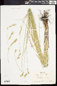 Carex argyrantha image