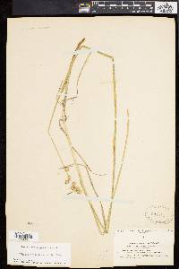 Carex argyrantha image