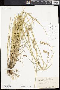 Carex argyrantha image