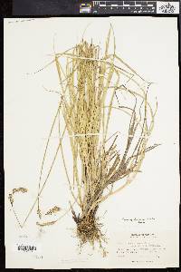 Carex argyrantha image