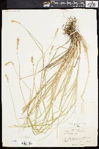 Carex argyrantha image