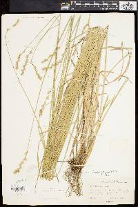 Carex argyrantha image