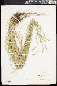 Carex argyrantha image