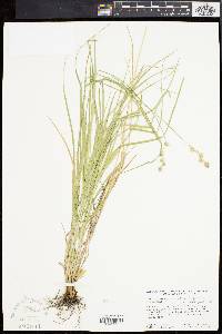 Carex argyrantha image