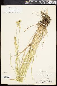 Carex argyrantha image