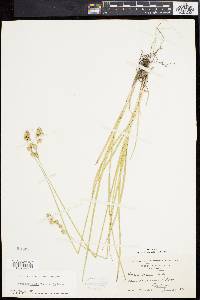 Carex argyrantha image