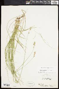 Carex argyrantha image