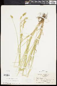 Carex argyrantha image