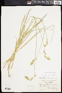 Carex argyrantha image